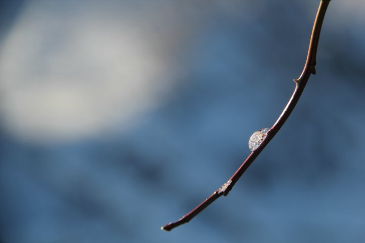 Drop  of snow melting on branch