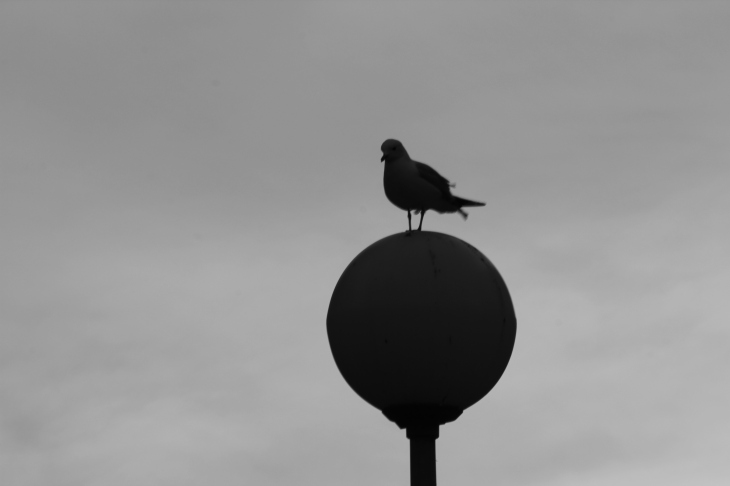 bird on lamp